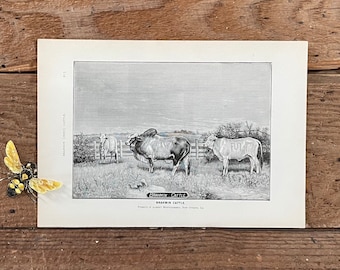 Antique Brahmin Cattle Print: 1890s Farm Animal Illustration