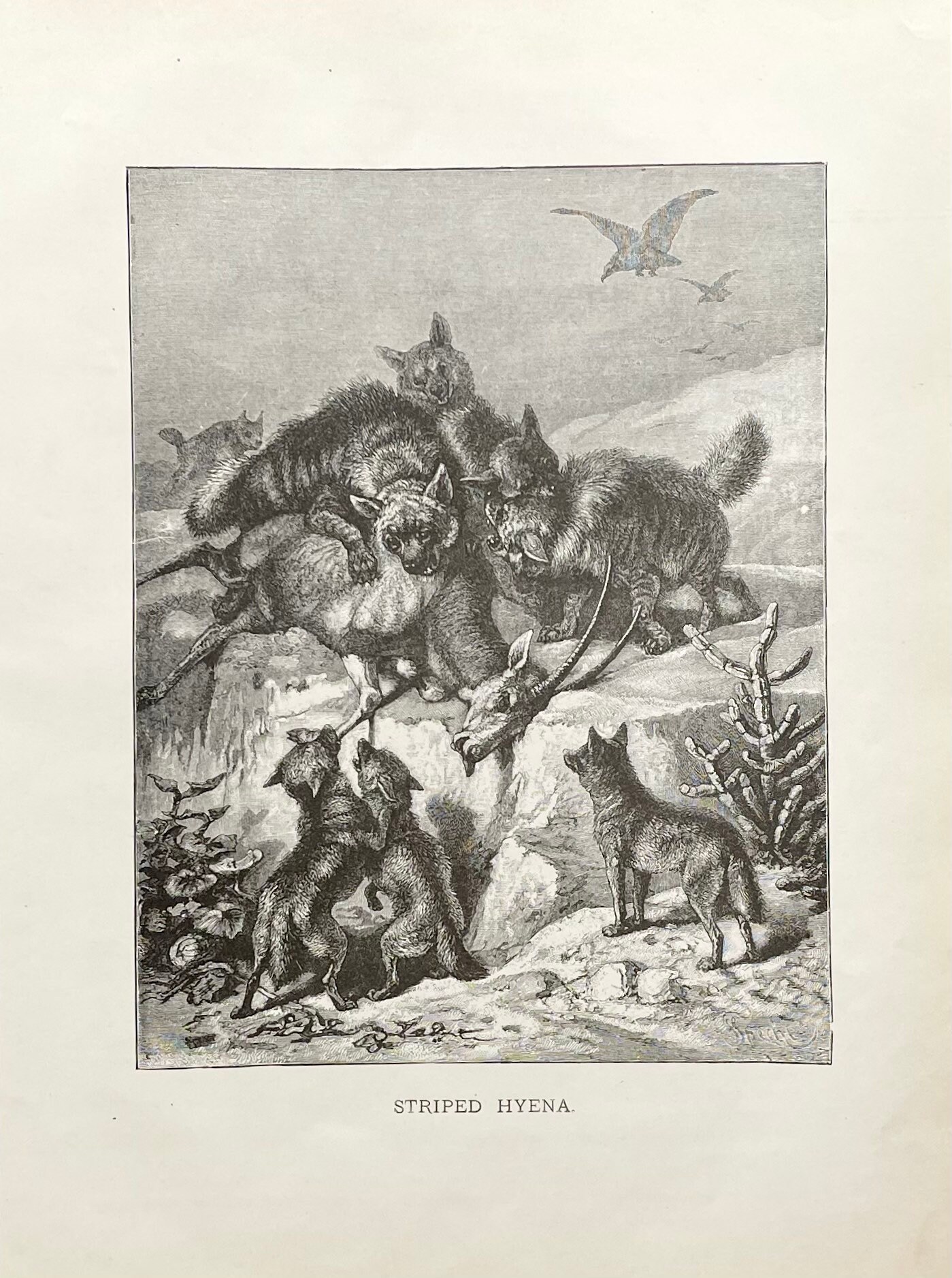 The Hunt Is On:  Discover Hyenas' Natural Predators - vo0wutu