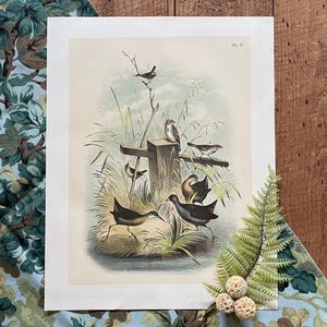 1888 Rails and Marsh Wren Print! Original Color Lithograph! Antique Bird Print! Gallery Wall! Framable Coastal Bird Illustration!