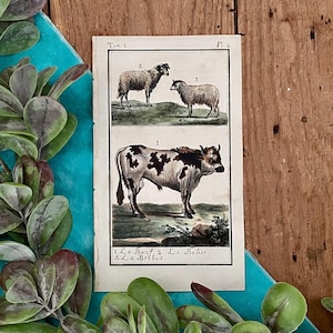 1786 French Cow & Sheep Print: Hand-Colored Antique Engraving