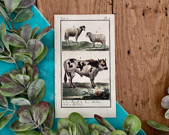 18th Century French Hand Colored Etching by Comte de Buffon 18th Century French Hand Colored Etching by Comte de Buffon