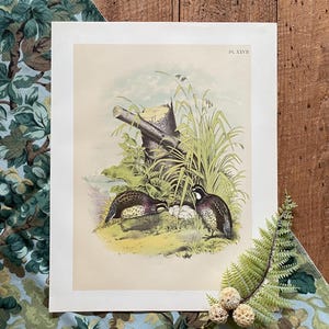 1888 American Quail Print: Antique Bird Lithograph, Framable Illustration