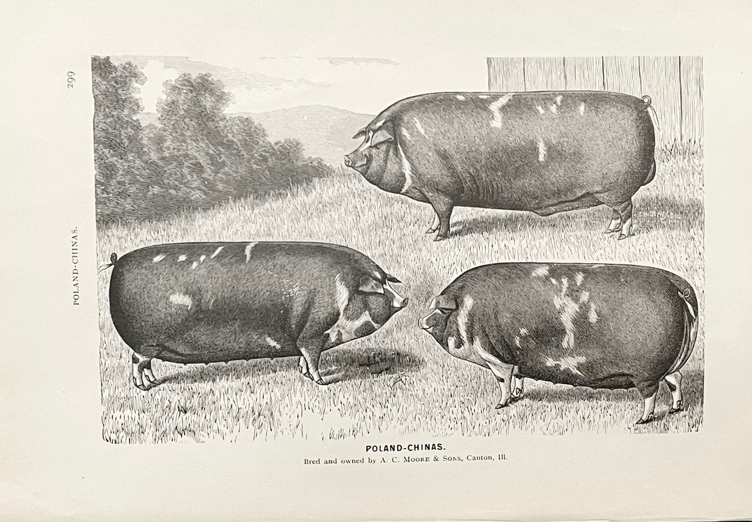 1890s Poland China Pig Print Original Print Book Etsy