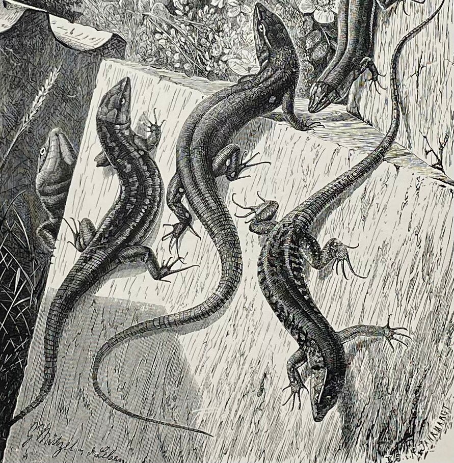 Antique Ophiops Lizard Engraving: Selmar Hess, 1898 Reptile Print - Etsy