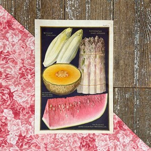 1923 Melons, Chicory & Asparagus Seed Catalog Page Print! John Lewis Childs! Framable Garden Produce Illustration Seed Print! Gardener Gift!