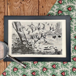 1870 May Flies Print! Framed or Print Only! B & W Insect Engraving! Bug Print! Entomology Illustration! Insect Poster!