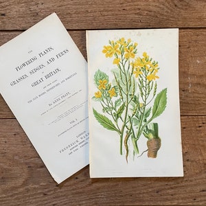 1878 Anne Pratt Original Framable Antique Botanical Print! Wild Radish Print! Gallery Wall! English Flowering Plants! Gardener Gift