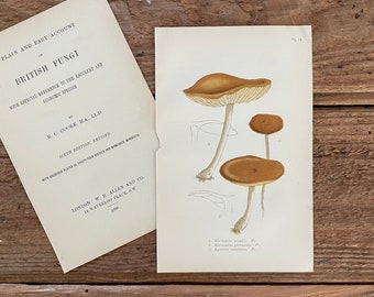 1898 British Mushroom Print! Framable Fungi Art! Original Antique Botanical Print! Gourmet Kitchen Gallery W