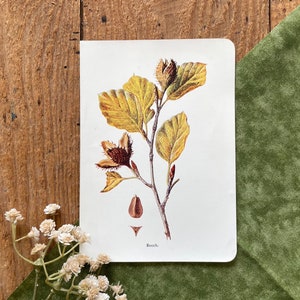 1907 Beech Tree Botanical Print: Antique Medicinal Botany Lithograph