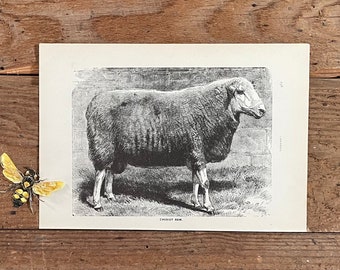 1890s Cheviot Ram Print: Antique Sheep Book Illustration