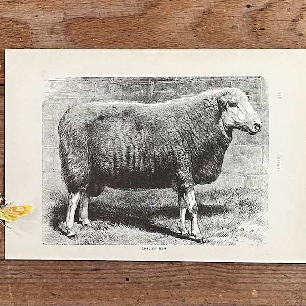 Grabado de carnero Cheviot de la década de 1890: Ilustración de un libro antiguo sobre ovejas.