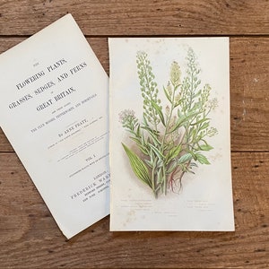 1878 Anne Pratt Original Framable Antique Botanical Print! Pepper Wort! Gallery Wall! English Flowering Plants! Gardener Gift!