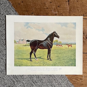 May include: A vintage illustration of a black Hackney Pony Stallion named Berkeley Model, born in 1903. The horse is standing in a field with other horses in the background.