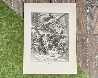 1885 Wolf Engraving: Antique Black & White Print, Natural History