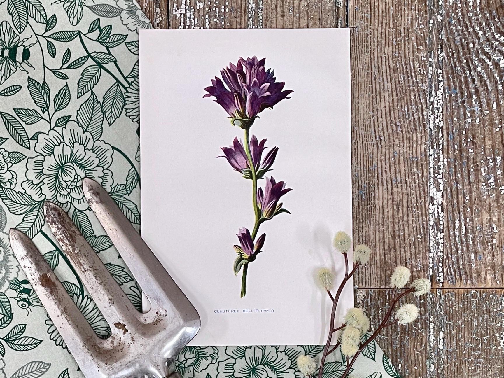1899 Clustered Bellflower Plant Print! Botanical Study