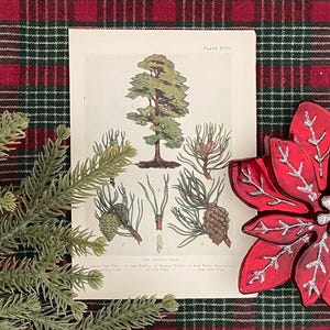 Scotch Pine Conifer Tree! Original 1912 Antique Christmas Tree Botanical Print! Framable Horticulture Botany Lithograph! Christmas Decor!