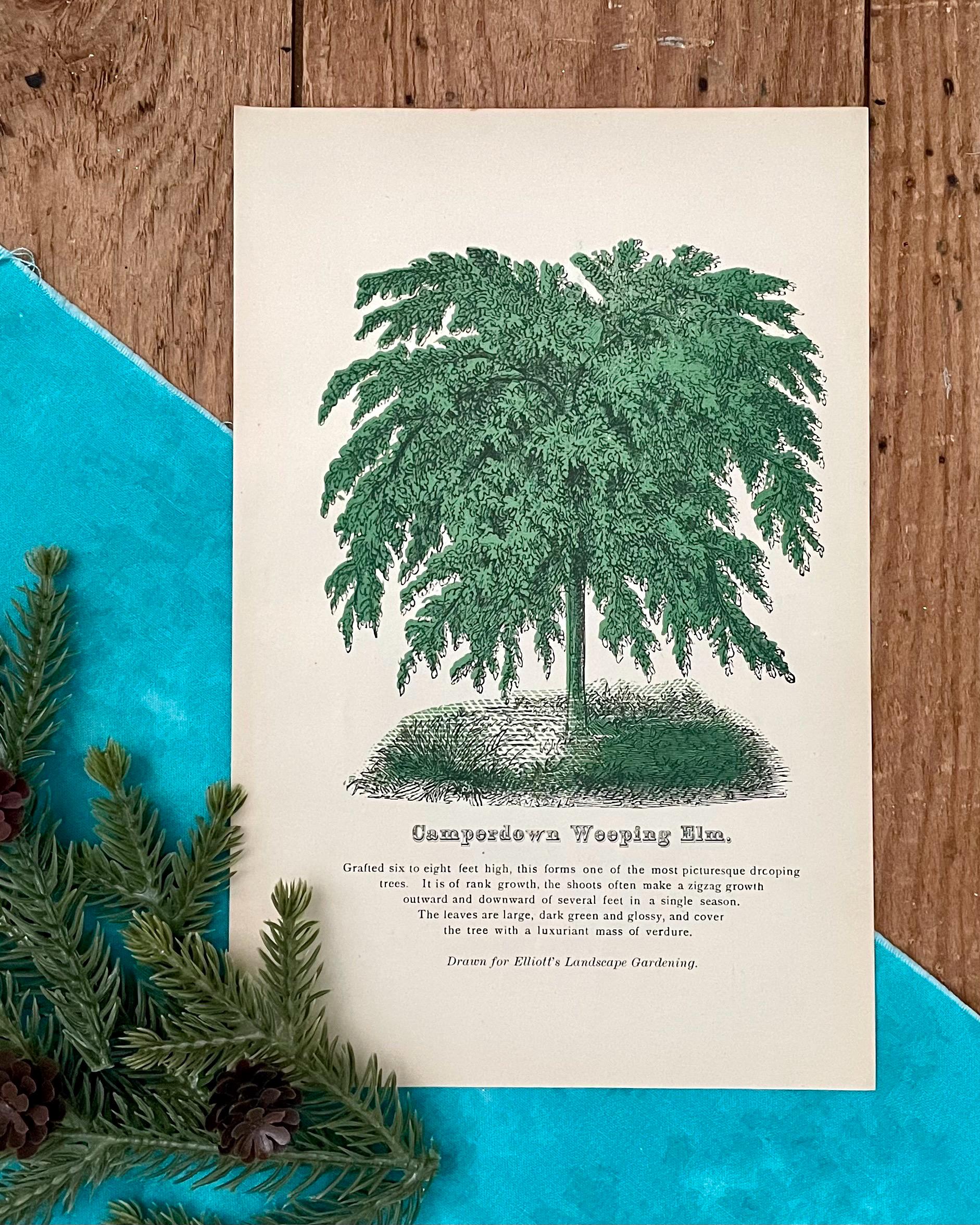 1885 Weeping Elm Tree Lithograph: Antique Botanical Print - Etsy