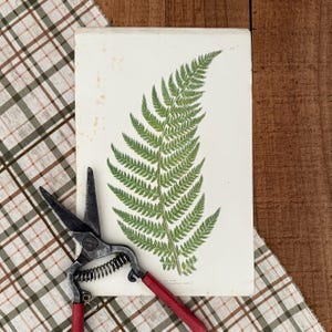 May include: A vintage botanical print of a green fern leaf, accompanied by red-handled garden shears. The shears are open, ready for use. The image is set on a plaid fabric and a wooden surface.