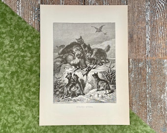 1885 Striped Hyenas Lithograph: Selmar Hess Antique Natural History Print