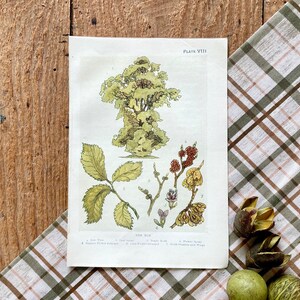 Elm Tree! Original 1912 Antique Woody Trees Botanical Print! Framable Horticulture Botany Lithograph! Gallery Wall!