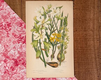 Antique Star of Bethlehem & Yellow Gagea Print – Antique Botanical Garden Flower Illustration | 19th Century