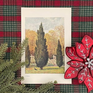 Antique Cypress Tree Print: 1906 Botanical Illustration