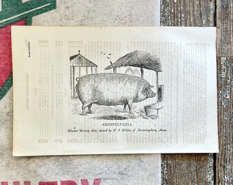 1863 Suffolk Sow Pig Print: Antique Farmhouse Wall Art - Etsy
