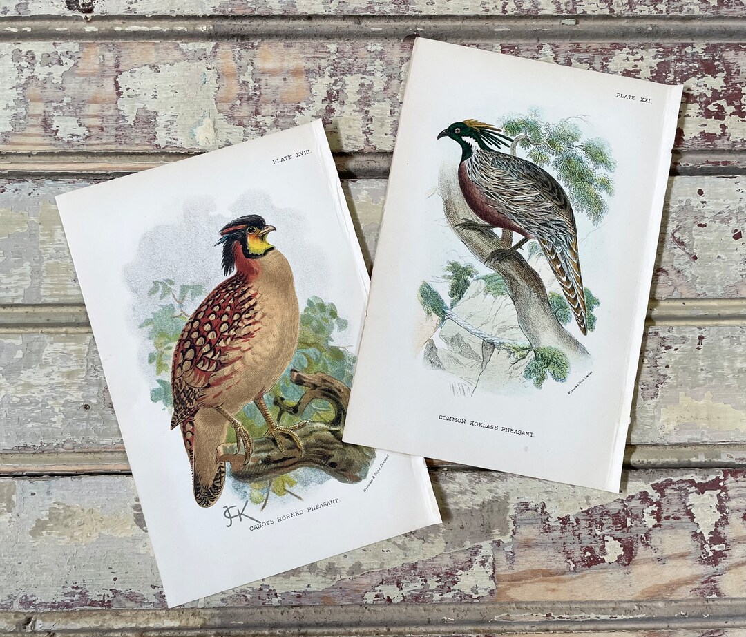 Gallery Wall Set of 2 Framable Pheasant Game Bird Prints 1895 Original