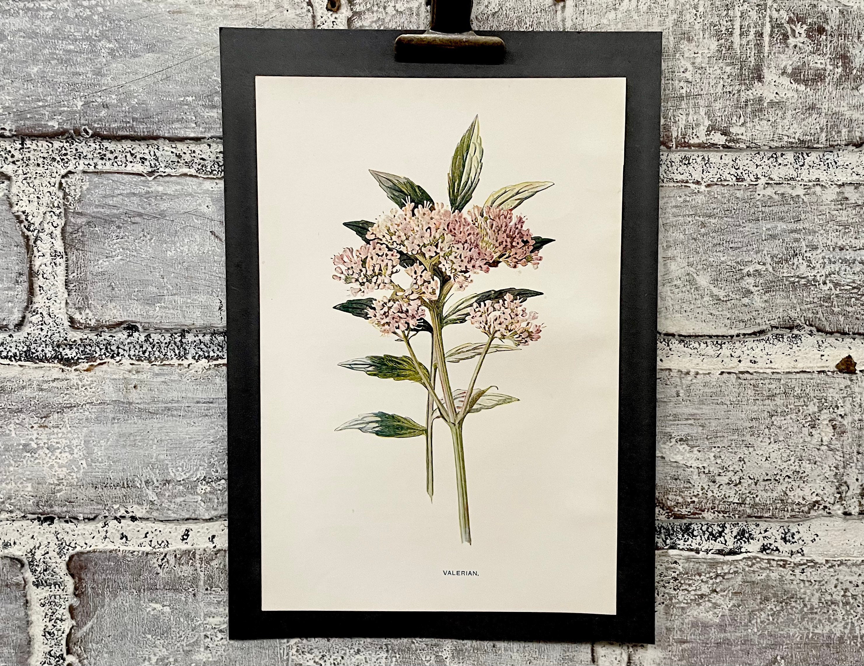 Antique Valerian Botanical Print: 1899 Floral Book Plate - Etsy Canada
