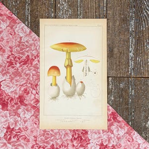 May include: A vintage botanical print depicting Amanita Caesarea mushrooms. The illustration shows detailed drawings of the mushrooms in different growth stages, with a yellow and orange colour scheme. The print is on aged paper, with text at the top and bottom.