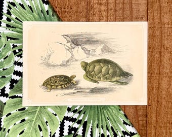 1840 Original Antique Turtle Engraving With Snapping Turtle
