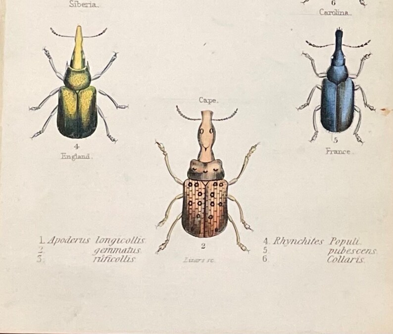 1858 Leaf Rolling Beetles Lithograph: Framable Entomology Print - Etsy