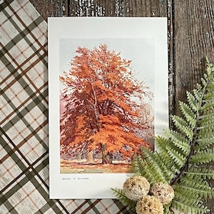 1906 Beech Tree in Autumn! Illustration! Tree Botanical Study Print! Framable Antique Botany Study! Academia Tree Lithograph!