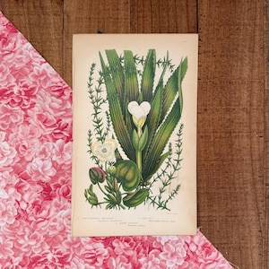 May include: A vintage botanical illustration of a white flower with heart-shaped petals, set amongst green leaves and sprigs. The artwork is on aged paper, with a pink floral fabric and a wooden background.