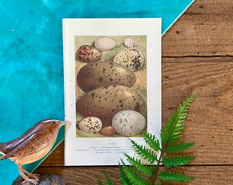1919 Antique Bird Egg Lithograph: British Birds Print