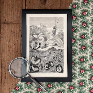 1870 Cockchafer Beetle Engraving: B&W Insect Print (Framed or Print Only)