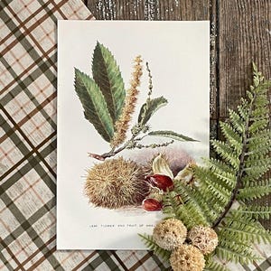 1906 Sweet Chestnut Tree Illustration! Leaf, Flower and Fruit! Tree Botanical Study Print! Framable Antique Botany Study! Tree Lithograph!