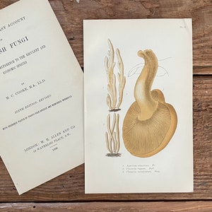 1898 British Mushroom Print: Antique Fungi Botanical Art