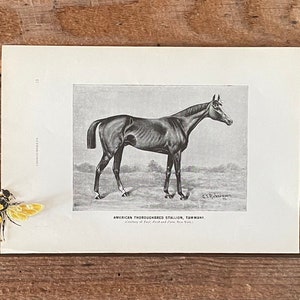 1893 American Thoroughbred Stallion! Tammany! Engraved Illustration! Antique Horse Print! Gallery Wall! Equestrian! Farm Nursery!