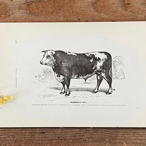 1890’s Normandie Bull & Cow! Original Framable Print! Book Illustration! Antique Cow Print! Gallery Wall! Farm Animal Nursery!