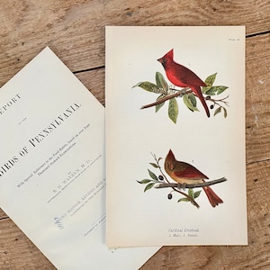 Cardinal Grosbeak! Original 1890 Color Lithograph! Antique Bird Print! Gallery Wall! Framable Songbird Art!