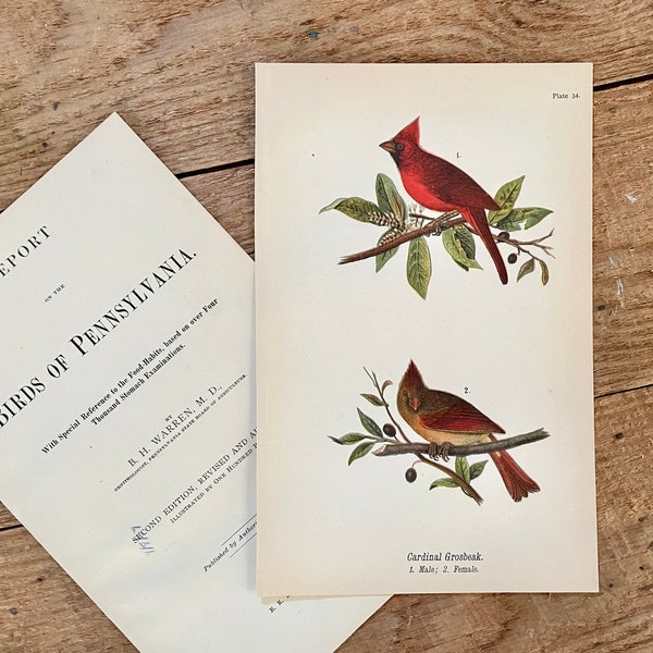 Cardinal Grosbeak! Original 1890 Color Lithograph! Antique Bird Print! Gallery Wall! Framable Songbird Art!