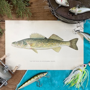 May include: A vintage illustration of a walleye fish, also known as the pike perch or Susquehanna salmon, on a white background. The illustration is surrounded by fishing lures and fishing gear.