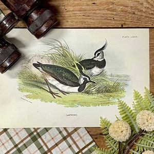 Antique Lapwing Lithograph: 1896 Allen&#39;s Bird Print