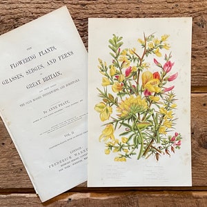 1878 Anne Pratt Original Framable Antique Botanical Print! Broom & Harrow Print! Gallery Wall! English Flowering Plants! Gardener Gift