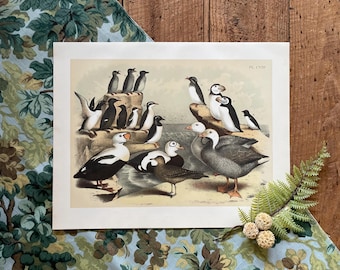 Guillemot, Auk & Puffin Print, Antique Bird Lithograph