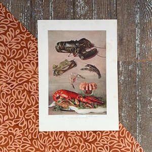 May include: A vintage illustration of various types of seafood, including a lobster, crab, and shrimp. The illustration is in color and features a detailed depiction of the seafood.