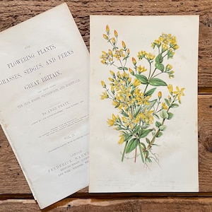 Anne Pratt Antique Botanical Print: St John&#39;s Wort, 1874