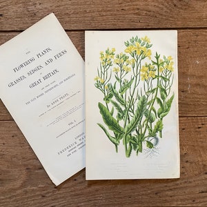 1878 Anne Pratt Original Framable Antique Botanical Print! Yellow Wildflowers Print! Gallery Wall! English Flowering Plants! Gardener Gift