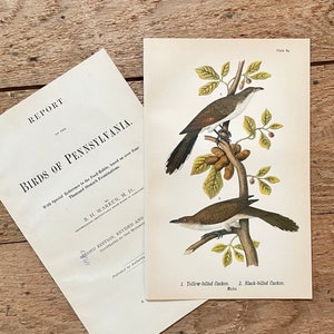 Yellow Billed & Black Billed Cuckoo Print! Original 1890 Color Lithograph! Antique Bird Print! Gallery Wall! Framable Bird Art!